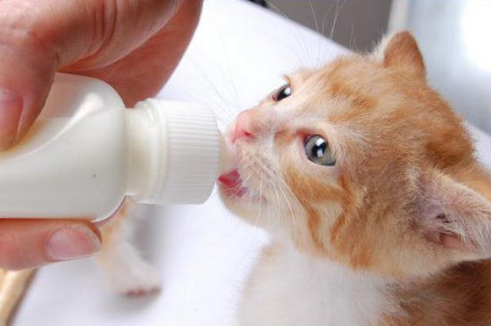 幼猫可以喝纯牛奶吗