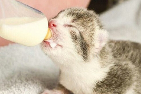 幼猫可以喝纯牛奶吗