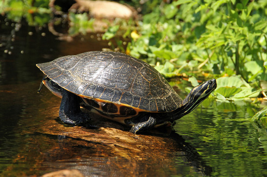 巴西龟会游泳吗