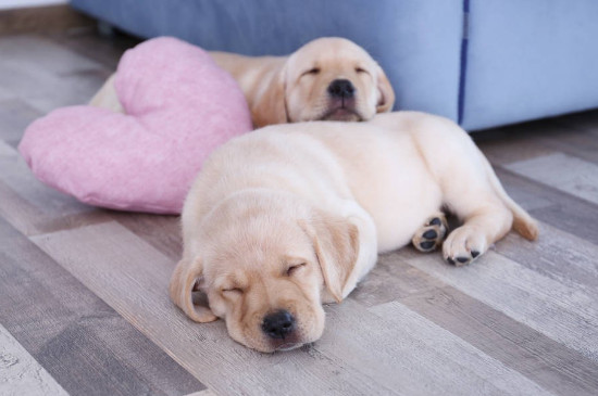 幼犬睡地板会着凉吗