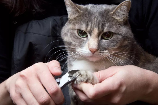 猫指甲剪出血不处理会自愈吗