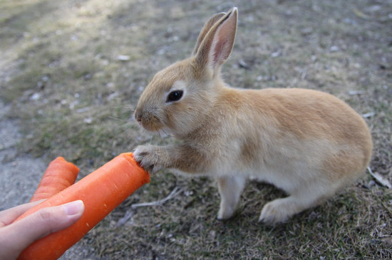 兔子可以吃橘子吗