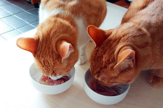 猫可以喝粥吗