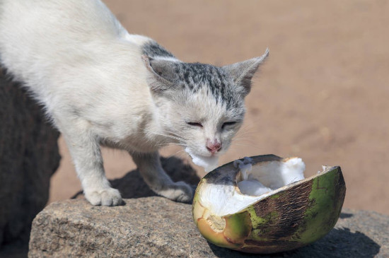 猫能吃椰子吗