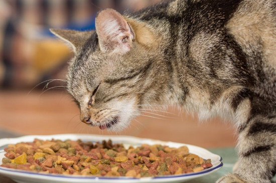 猫吐猫粮是什么原因