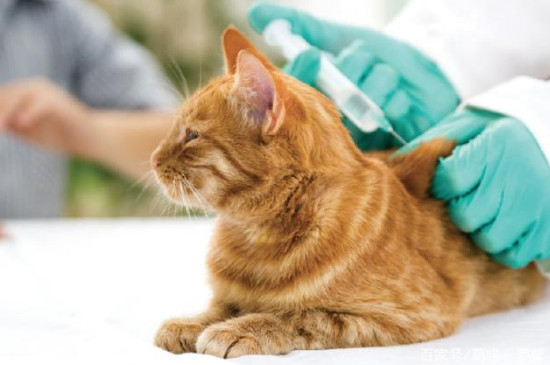 猫咪打完疫苗可以洗澡吗