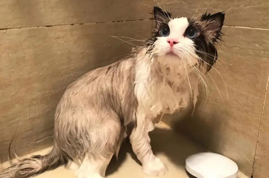 猫咪打完疫苗可以洗澡吗