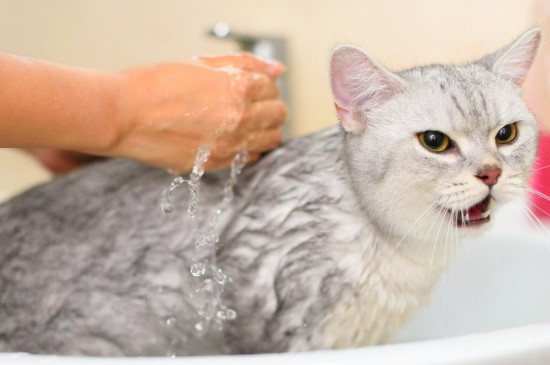三个月的猫可以洗澡吗