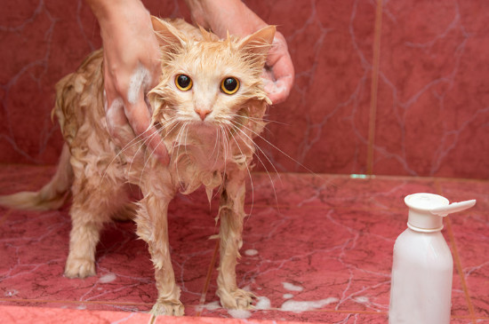 三个月的猫可以洗澡吗