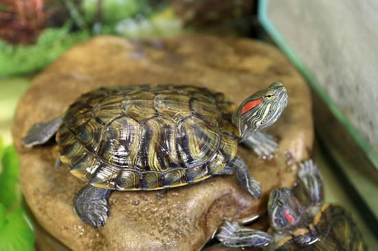 乌龟会冬眠吗为什么