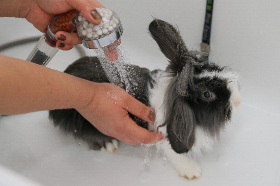兔子可不可以洗澡