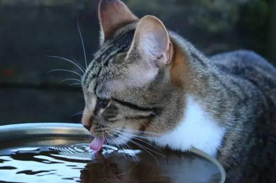 猫咪能喝自来水吗
