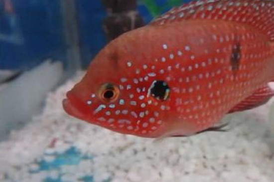 红宝石鱼怎么繁殖