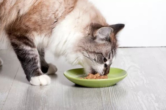 猫可以吃什么?