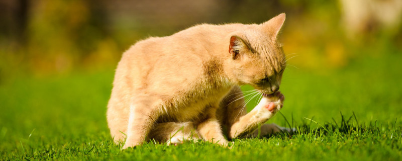 桔梗对猫咪有毒吗