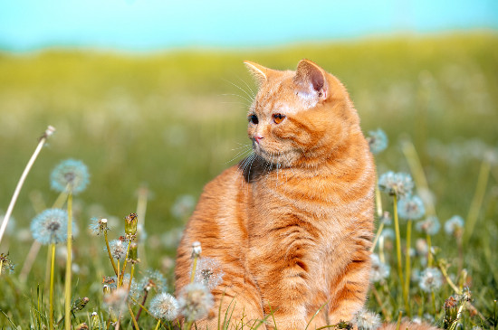 绣球花对猫有什么伤害