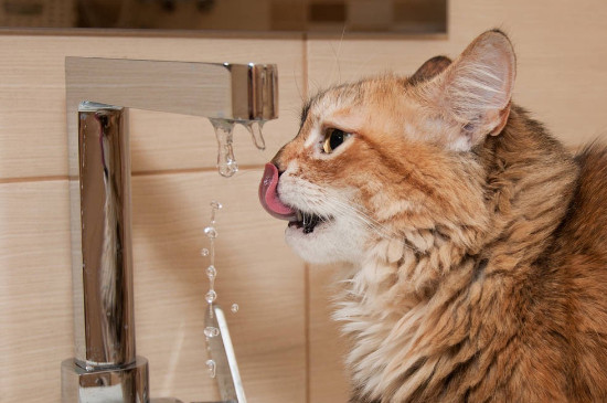 猫咪可以喝温水吗