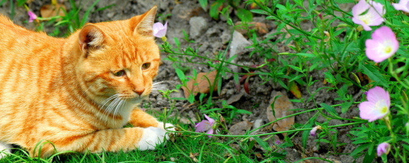 满天星干花对猫咪有害吗