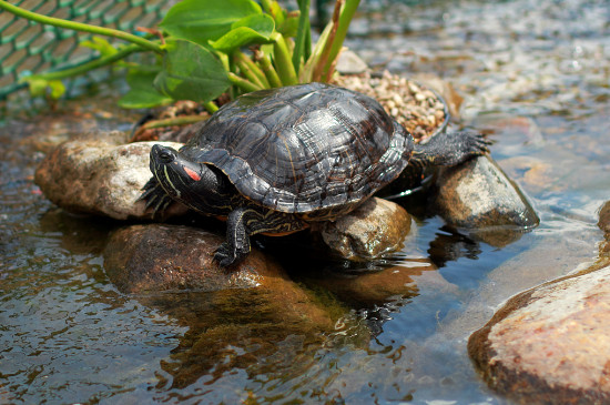 乌龟喜欢水深还是水浅