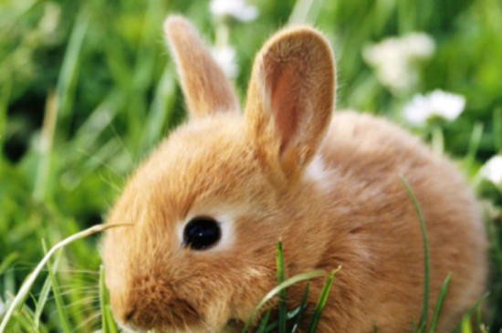 兔子发抖是什么原因