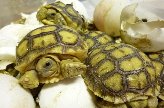 乌龟会下蛋吗