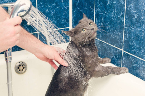 猫藓可以洗澡吗