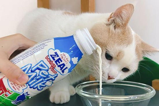 猫能喝牛奶不