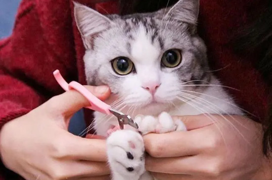 猫剪指甲会痛吗