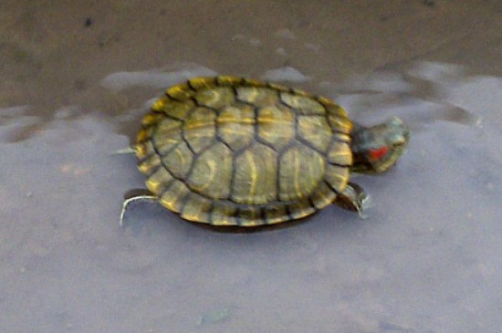 乌龟可以一直放在水里面养吗