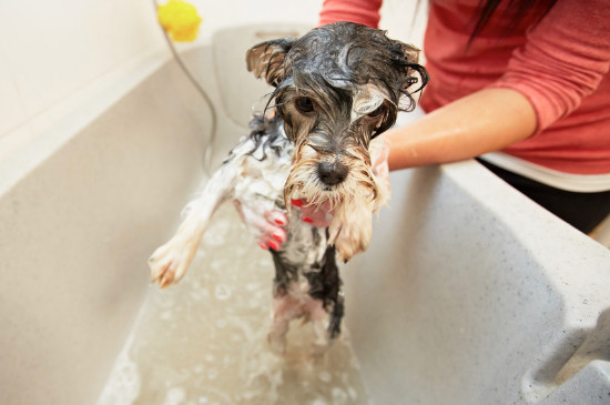 小狗可以洗澡吗