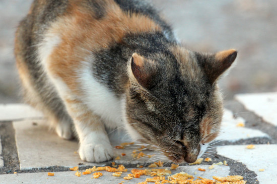 猫吃薯片会死吗