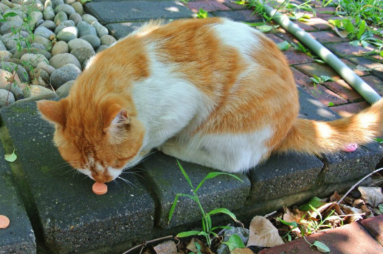 猫咪可以吃黄瓜吗