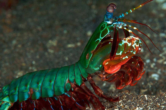 雀尾螳螂虾怎么养