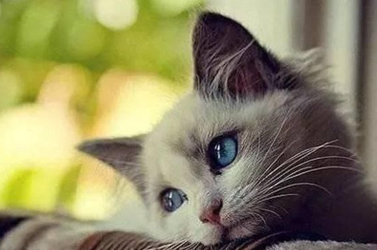猫咪流泪的原因