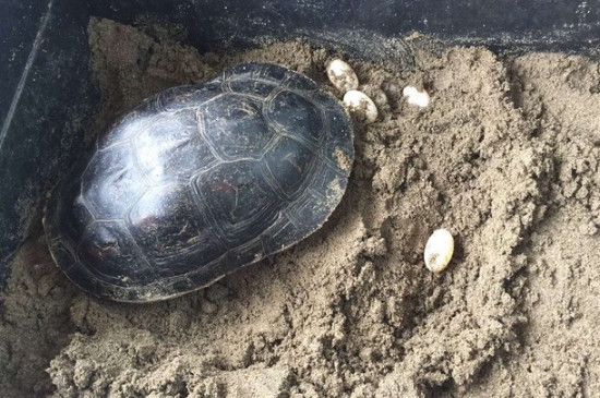 乌龟一年下几次蛋