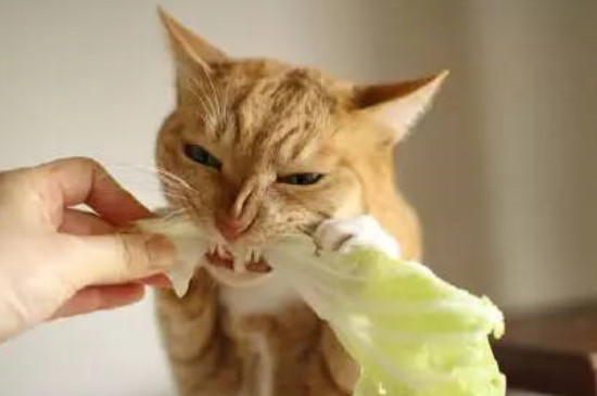 猫吃什么蔬菜