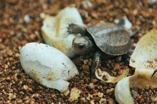 乌龟下蛋怎么孵化出小乌龟?