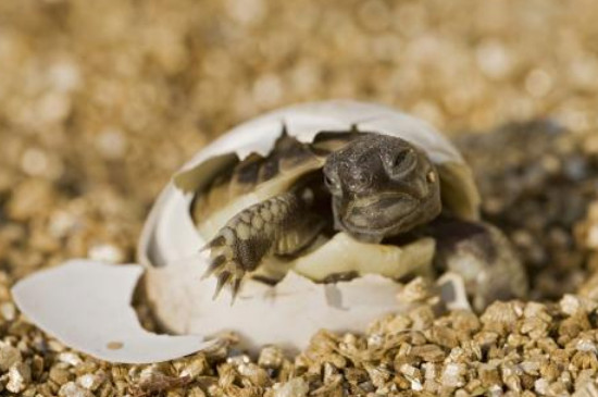乌龟下蛋怎么孵化出小乌龟?