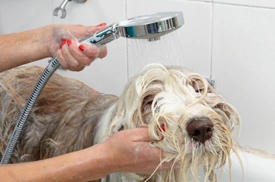 狗狗打完针几天能洗澡