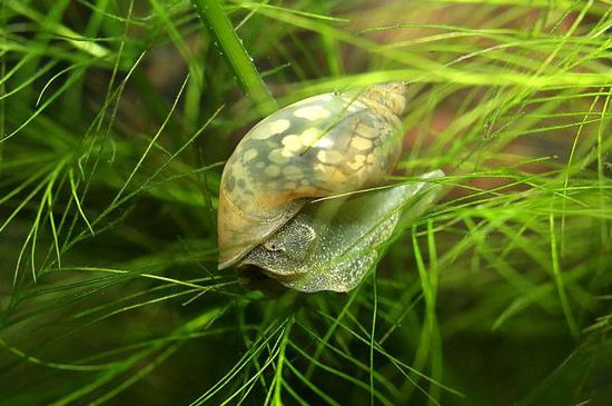水蜗牛可以放鱼缸里吗