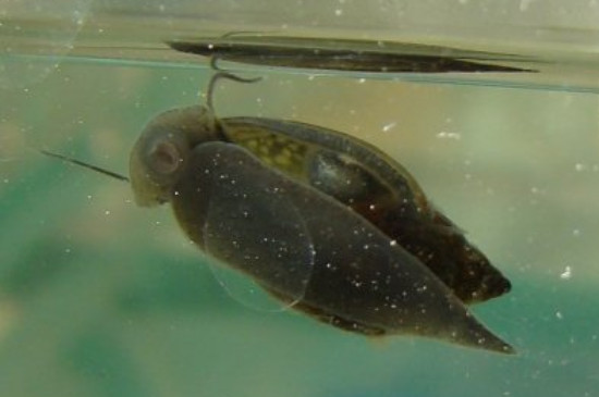 水蜗牛可以放鱼缸里吗