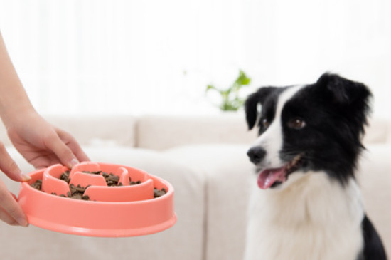 宠物狗能吃石榴吗