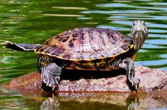 巴西龟是深水龟吗