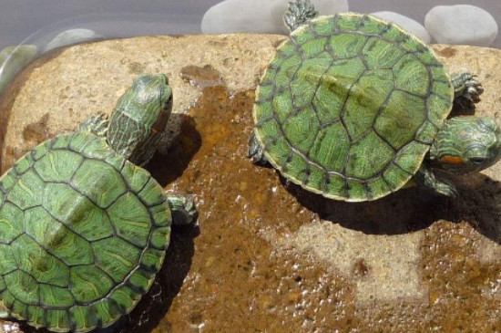 巴西龟是深水龟吗