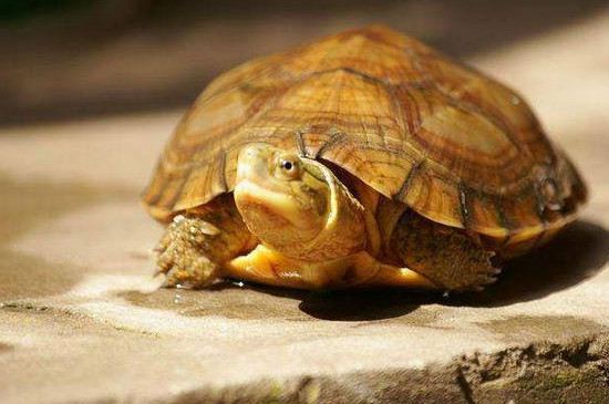 乌龟吃什么食物多久喂一次