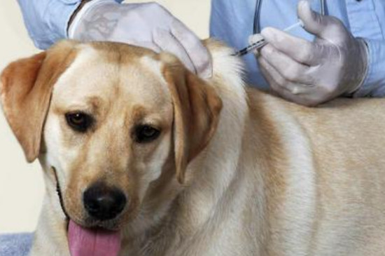 狗狗打疫苗前后要注意什么
