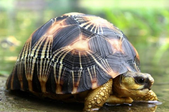 陆龟品种
