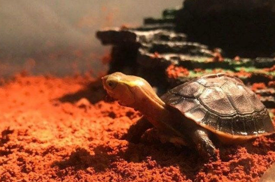 乌龟啥时候冬眠