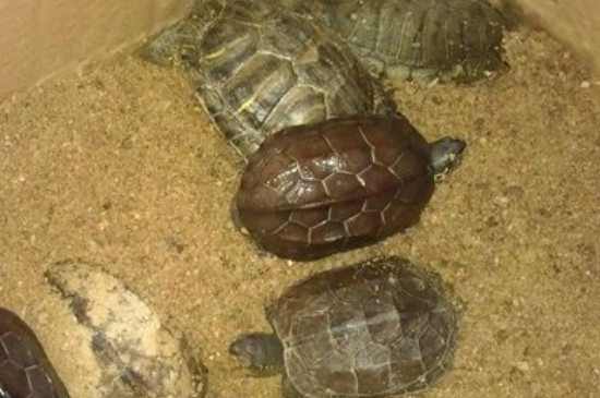 乌龟啥时候冬眠