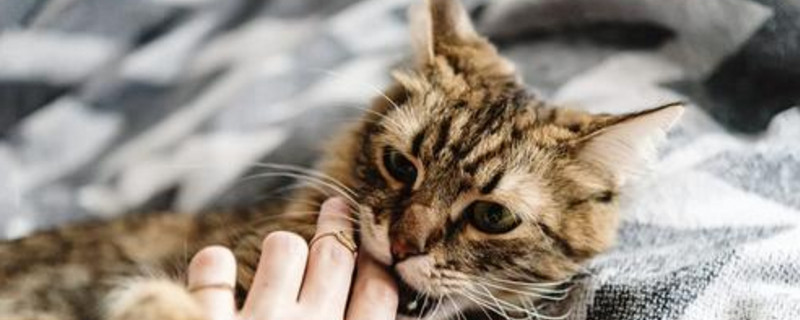 猫喜欢咬人手是为什么
